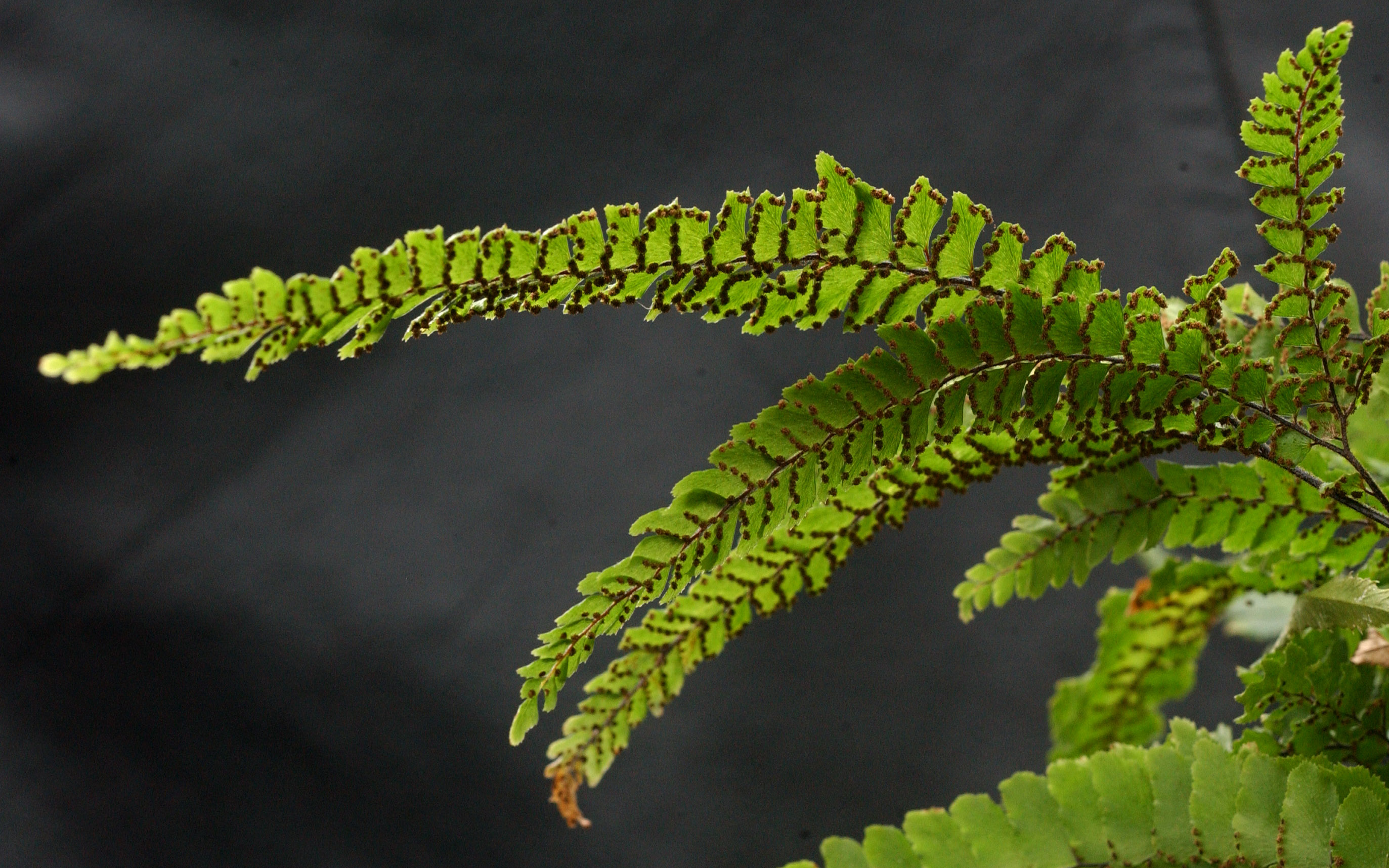NZ natives suitable for indoor plantings | Otago Daily Times Online News