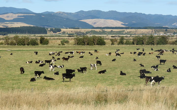 Some of the cows grazing on Cameron Family Farms. Photo: Supplied via RNZ