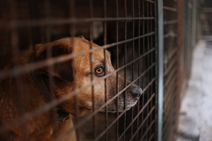 Dog in pound. Stock photo: Getty