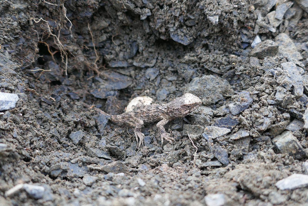 A tuatara hatchling with the eggshell behind Photo: Alison Cree 