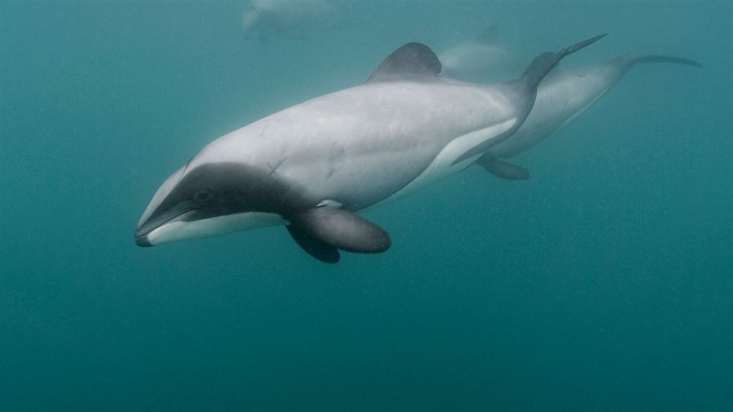 Hector’s dolphins are among the world’s smallest marine dolphins, growing to about 1.5m, and are...