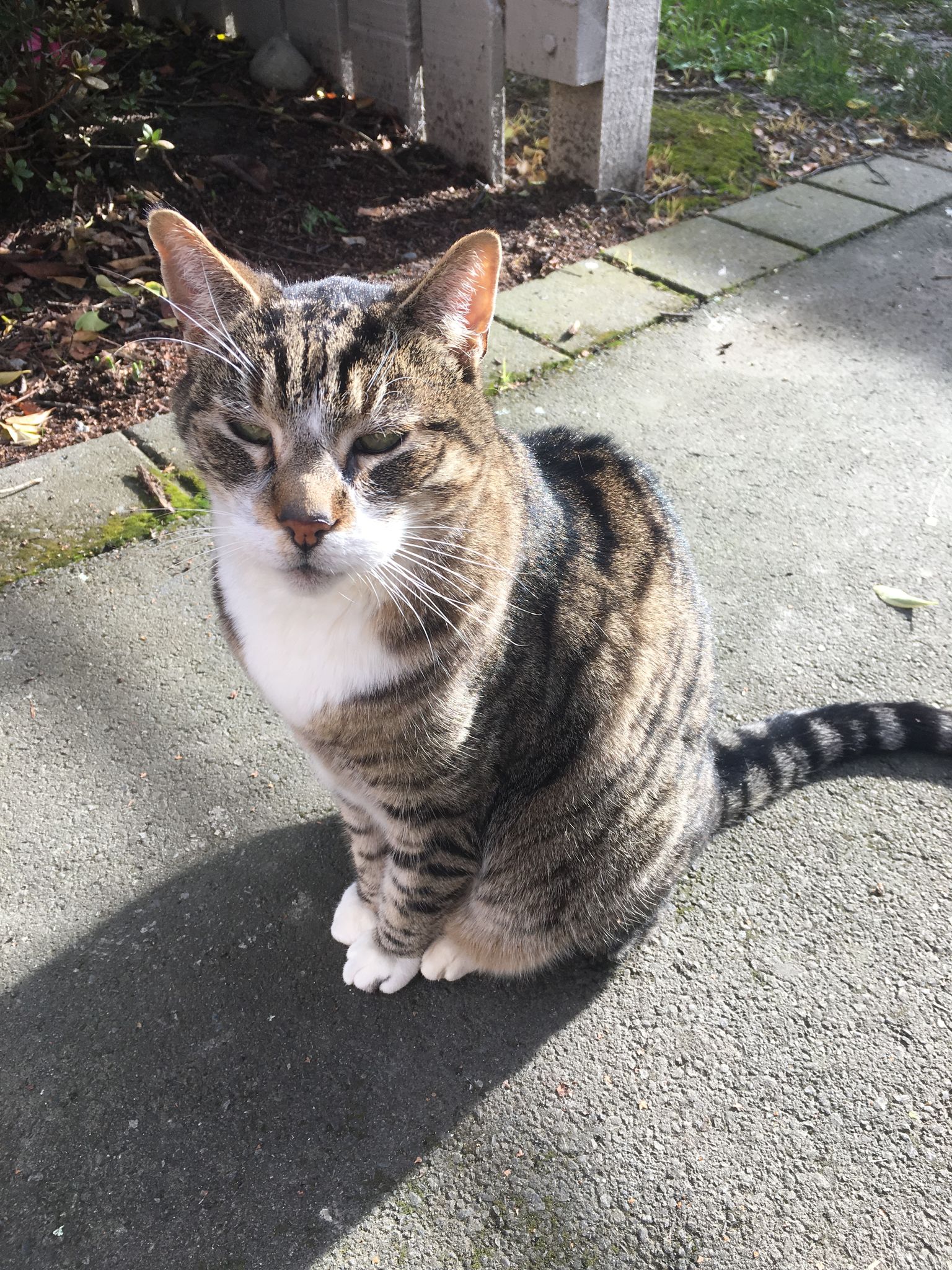 Campus the cat. Photo: Supplied