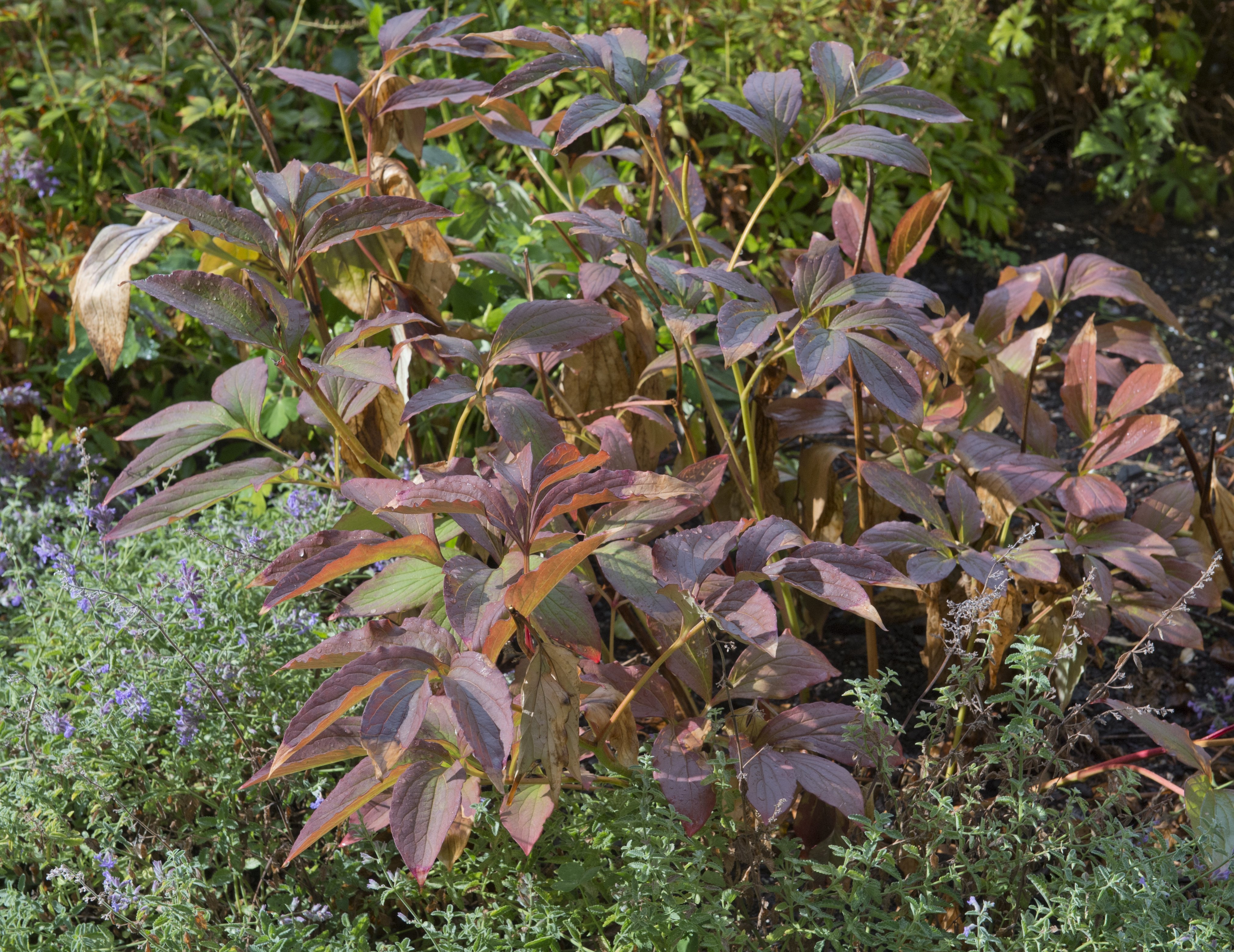 Perennials may be starting to die back but their foliage continues to offer a spot of colour in...