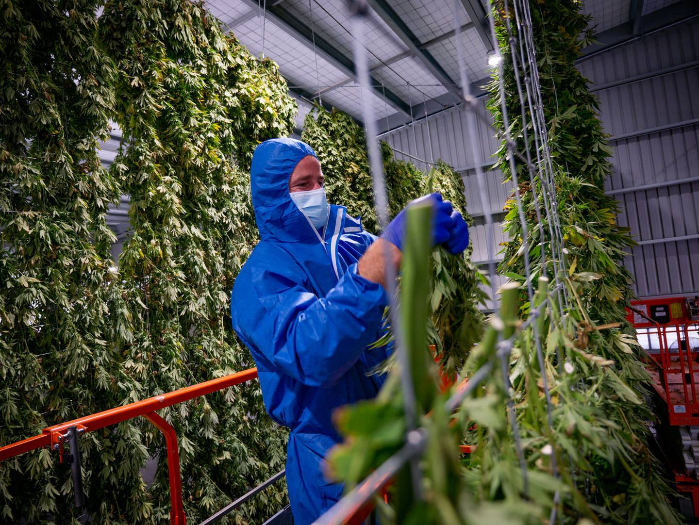 Puro site manager Winston Macfarlane hangs the top flower to dry at the drying facility in...