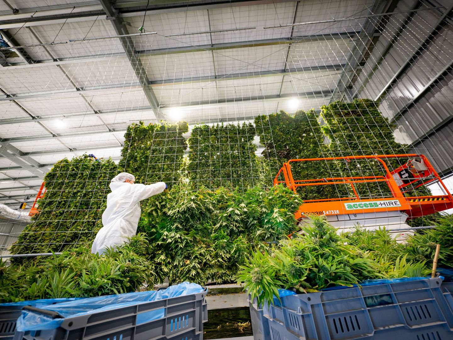 Hang drying medical cannabis flower. Photo: Pip O'Regan