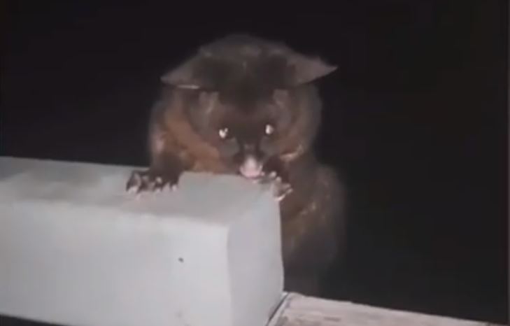 A Kiwi man punched this possum in the face in a 'deplorable animal cruelty act'. Image: TikTok