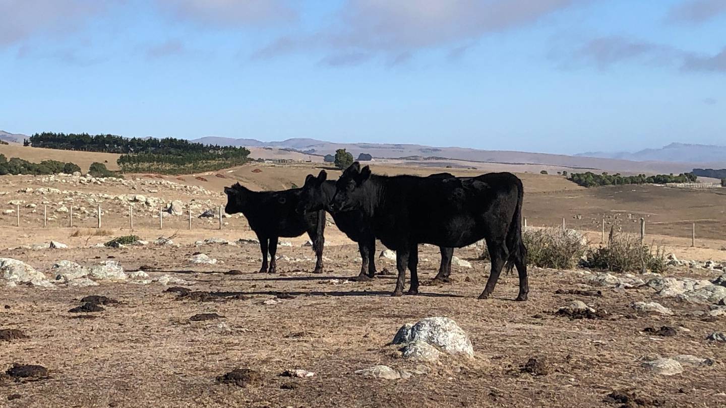 Akaroa Farmer Hamish Menzies says it has been extremely dry at his property for some time. Photo:...