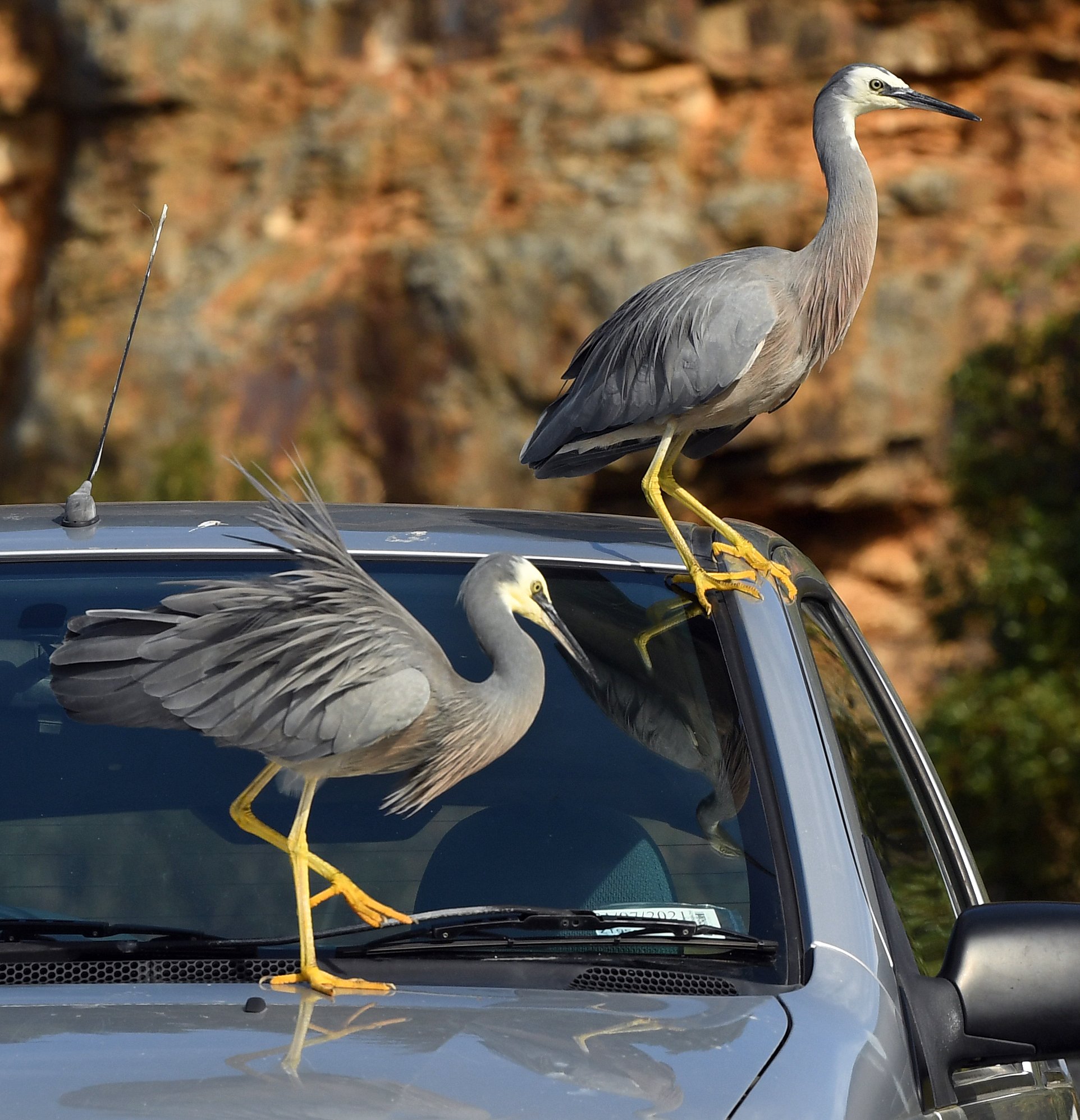 Two white-faced herons explore a car parked near the Careys Bay wharf, in Dunedin. Photo: Stephen...