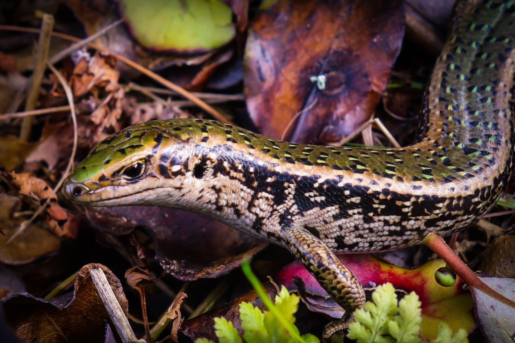 Green skink. Photo: Carey Knox 