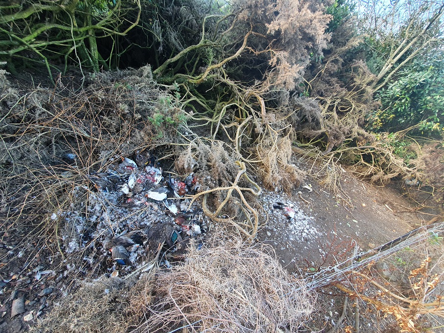 The dead ducks were found near Long Beach. Photos supplied