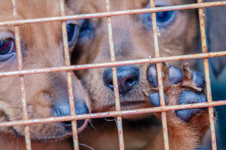 Puppies in cage: Getty