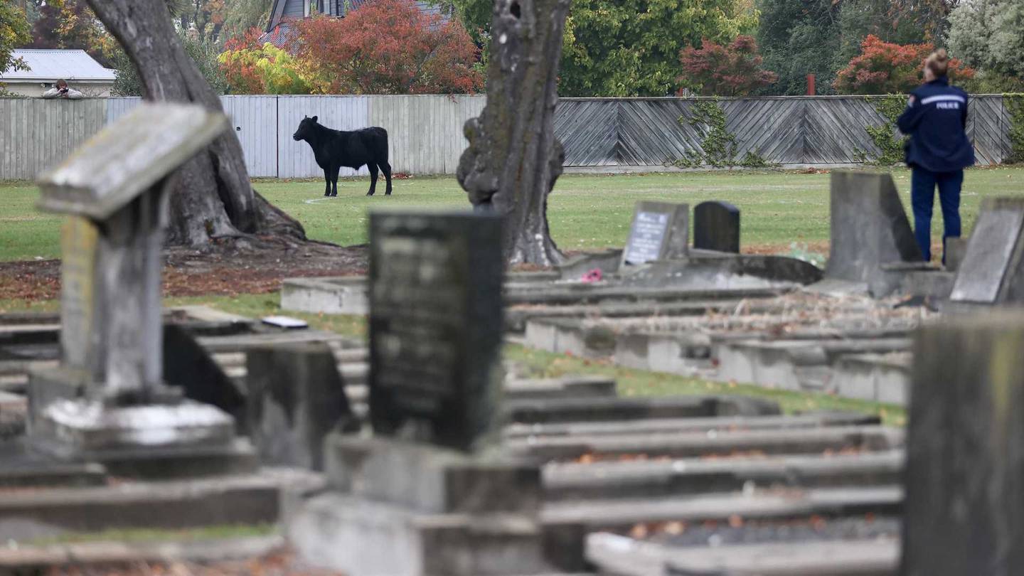 A bull at Somerfield Park. Photo: George Heard