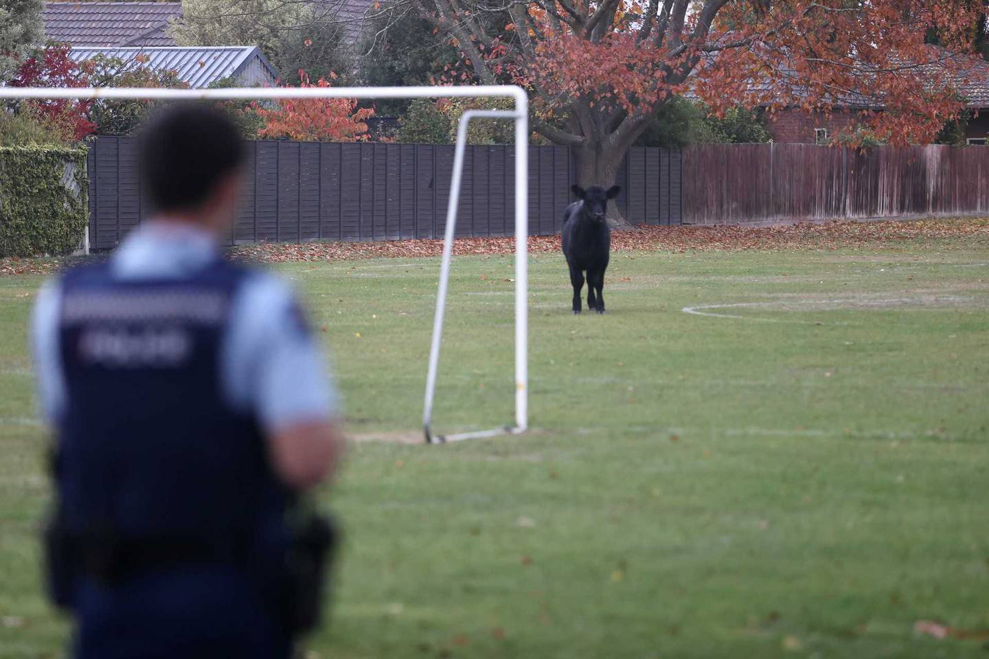 A bull at Somerfield Park. Photo: George Heard