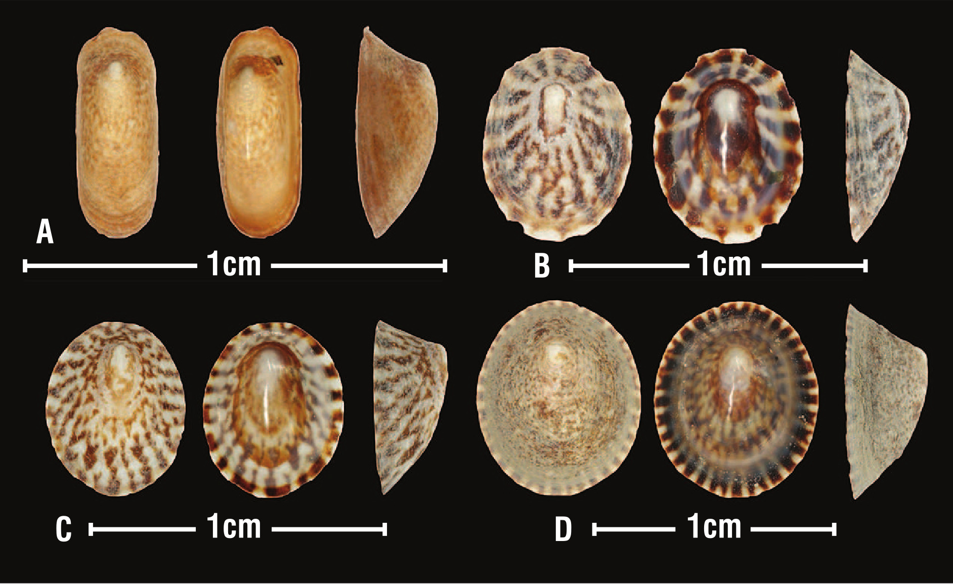 Species of Notoacmea  that live on or near Zostera beds in New Zealand. A: Notoacmea scapha from...