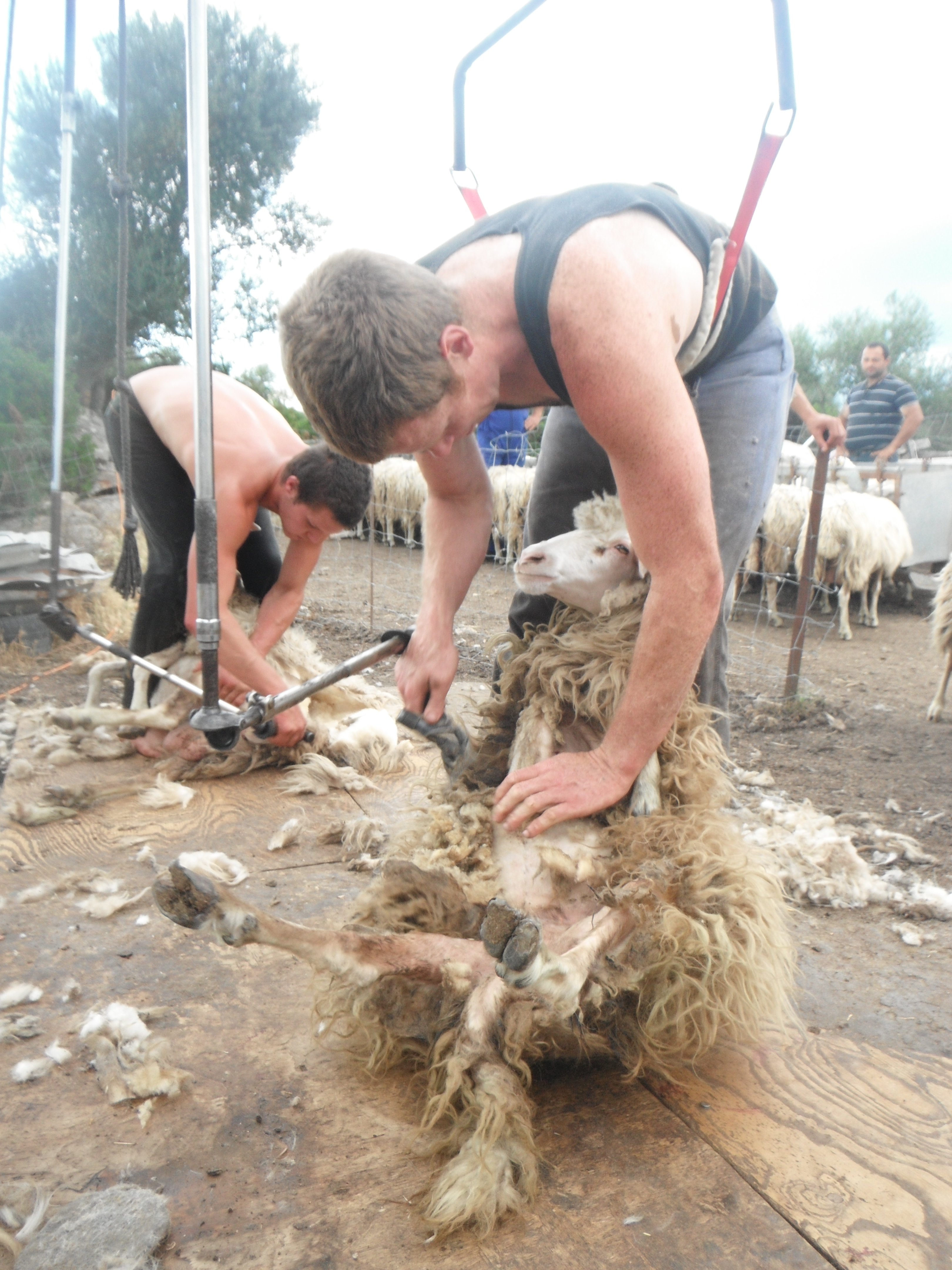 Former shearer turned agronomist Craig Cox at work on the island of Sardinia. PHOTO: SUPPLIED