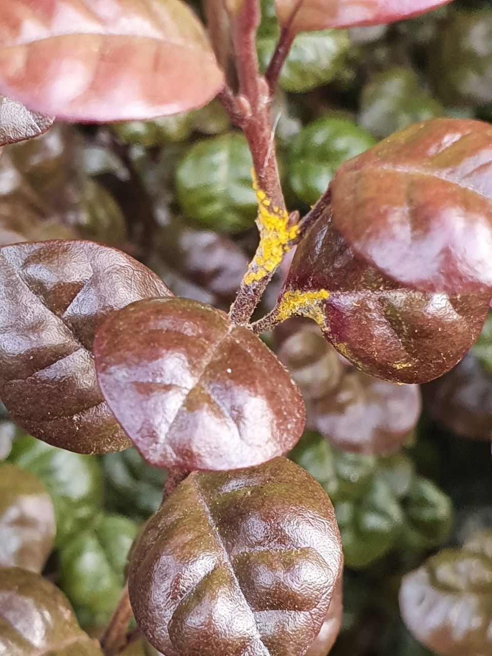 Myrtle rust was spotted on a hedge in Christchurch. Photo: David Havell