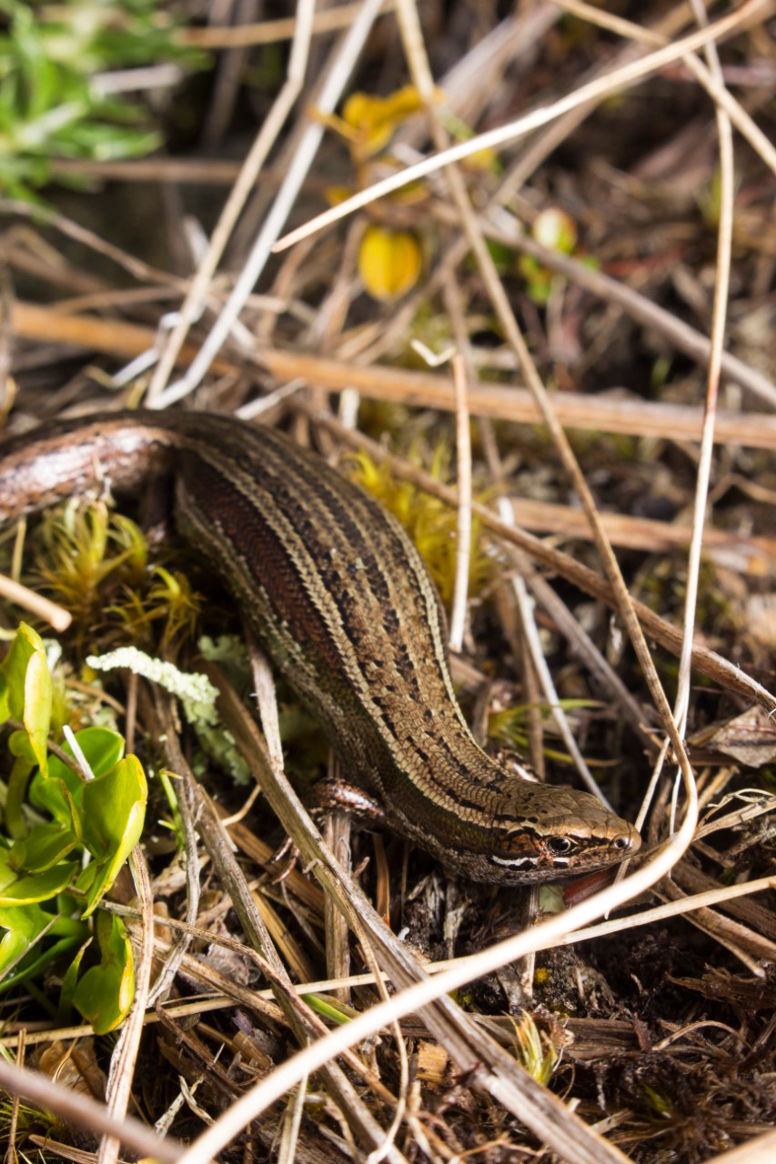 A skink found in Hooker Landsborough Wilderness Area. Photo: Samuel Purdie