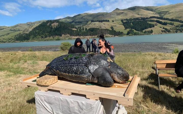 The 350kg endangered leatherback turtle was returned to Te Rūnanga o Koukourarata late last year...