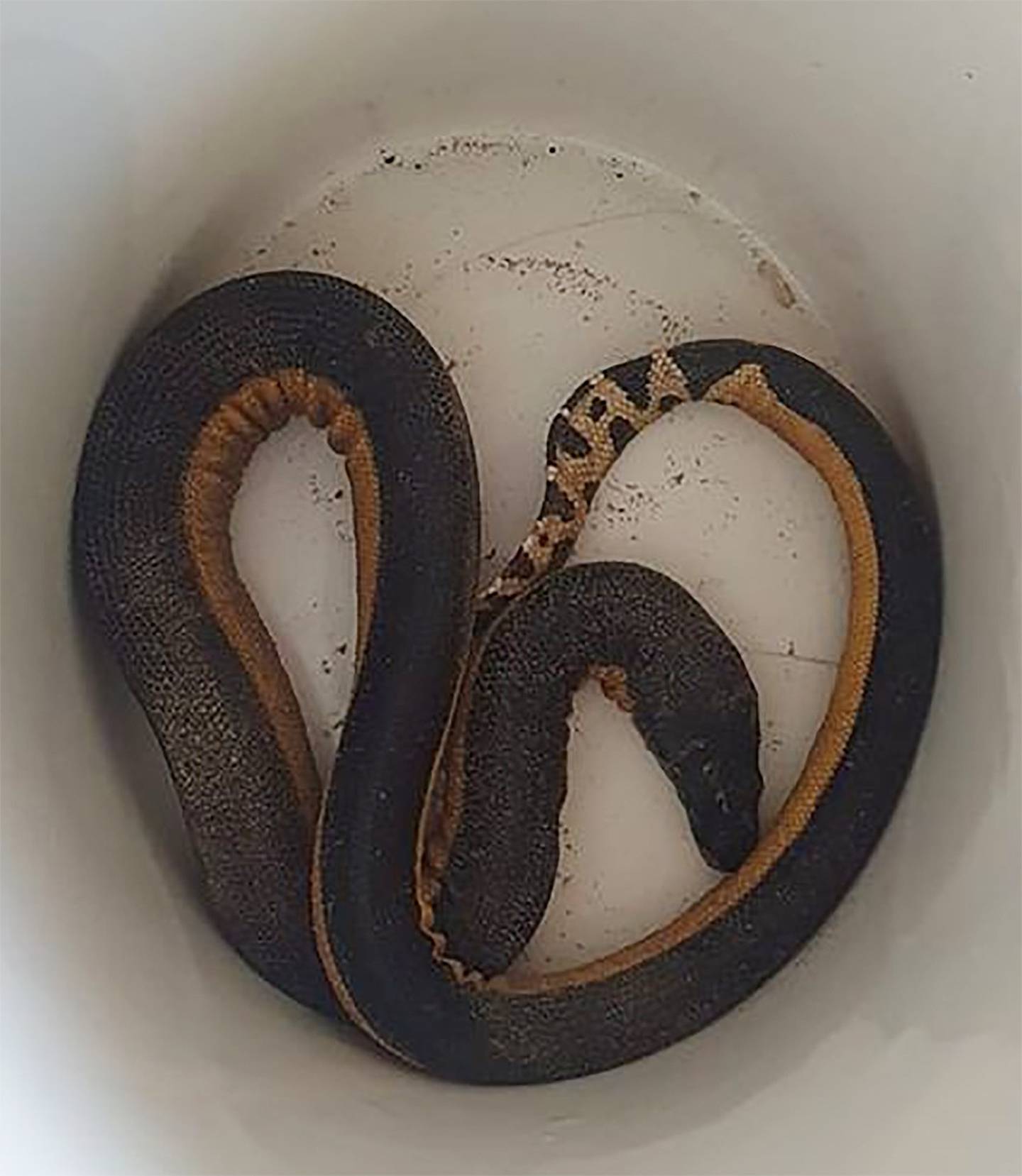 The yellow-bellied sea snake that washed up on Tokerau Beach in Doubtless Bay, Northland, at the...