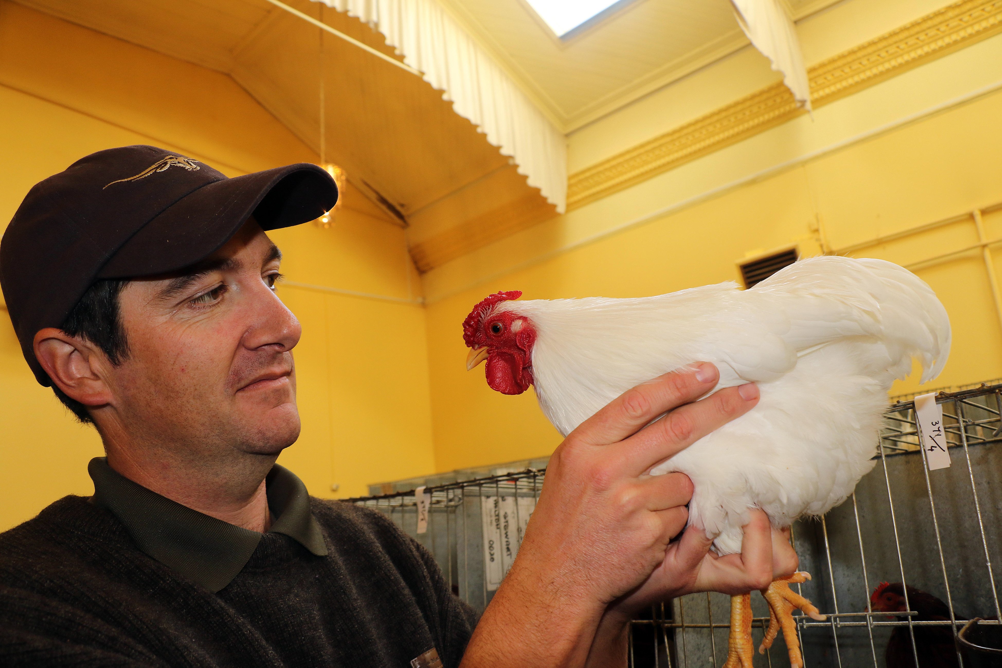 Judge John Taylor, of Ashburton, looks carefully at the best in show, a bantam white Wyandotte,...