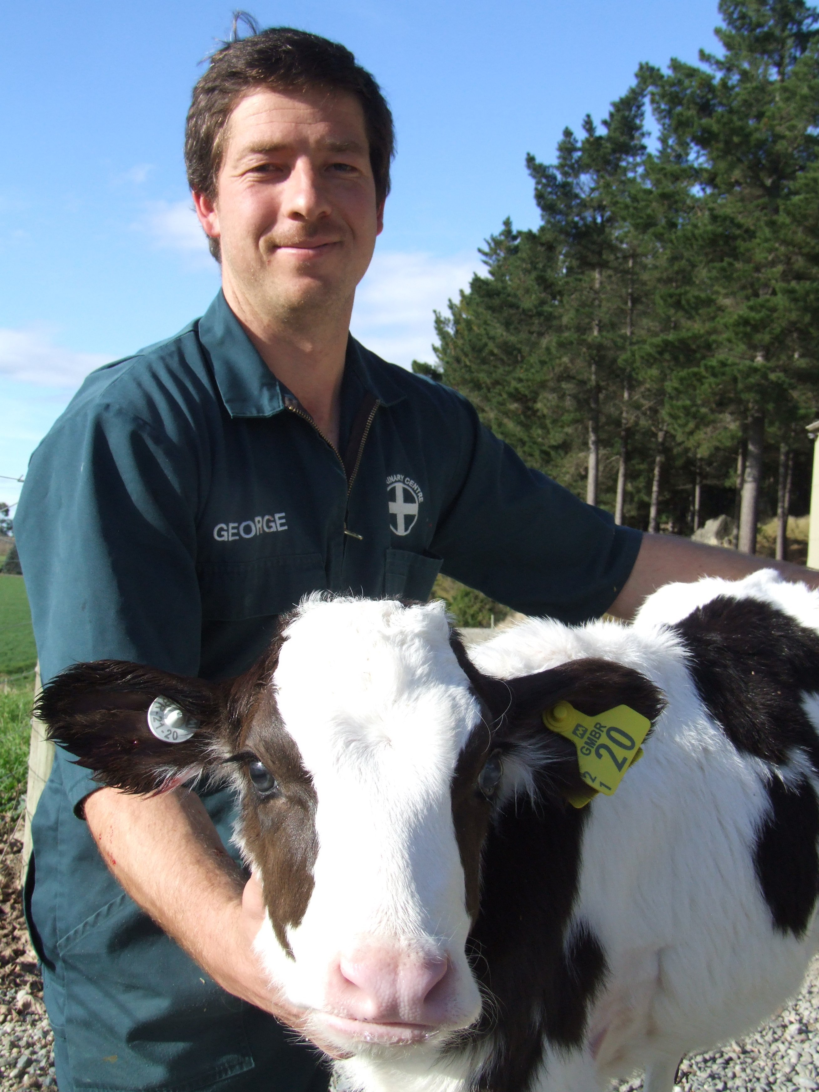 Oamaru veterinarian George Smith with a valuable heifer calf which he saved from near-death....