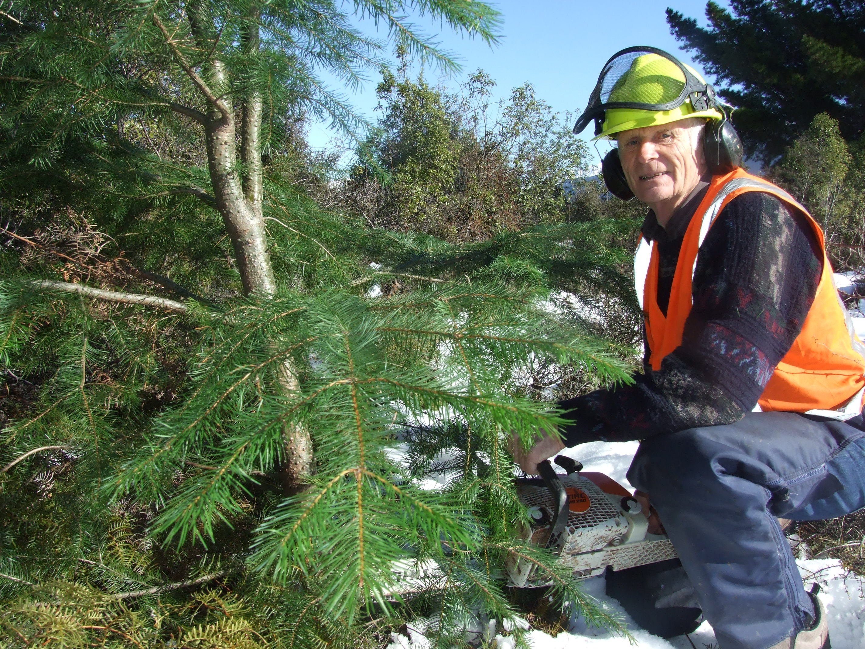 Wilding pines activist Peter Willsman.