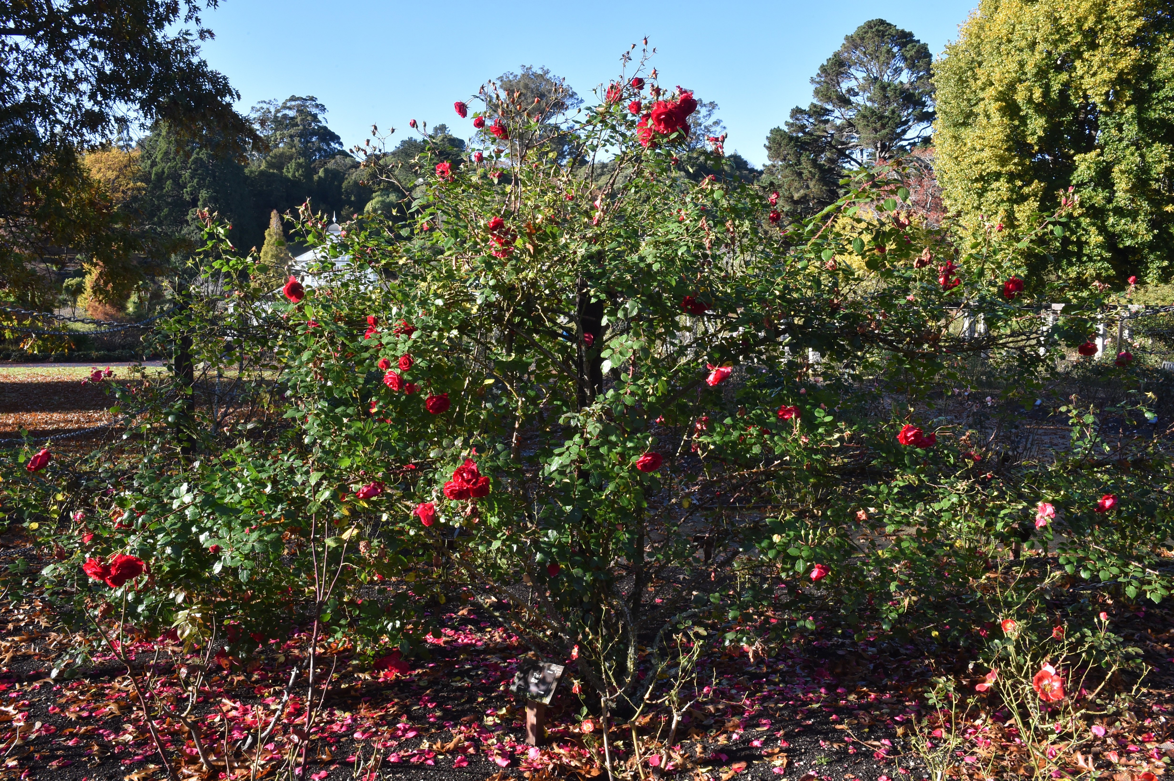 Rosa ‘Red Sox’ at Dunedin Botanic Garden. PHOTO: GREGOR RICHARDSON