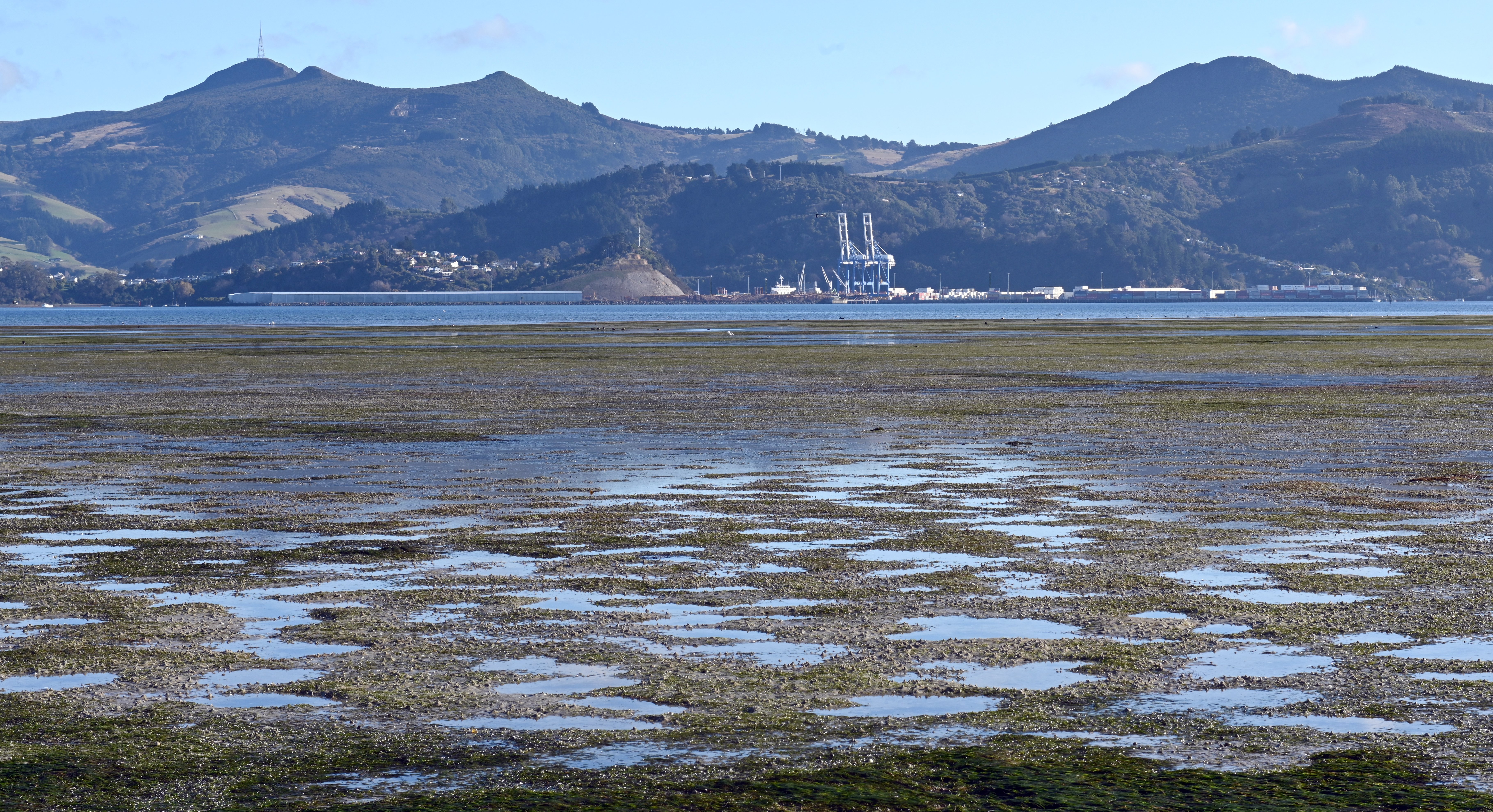 A low tide at Harwood reveals a blanket of marine plant life below Otago Harbour’s surface....