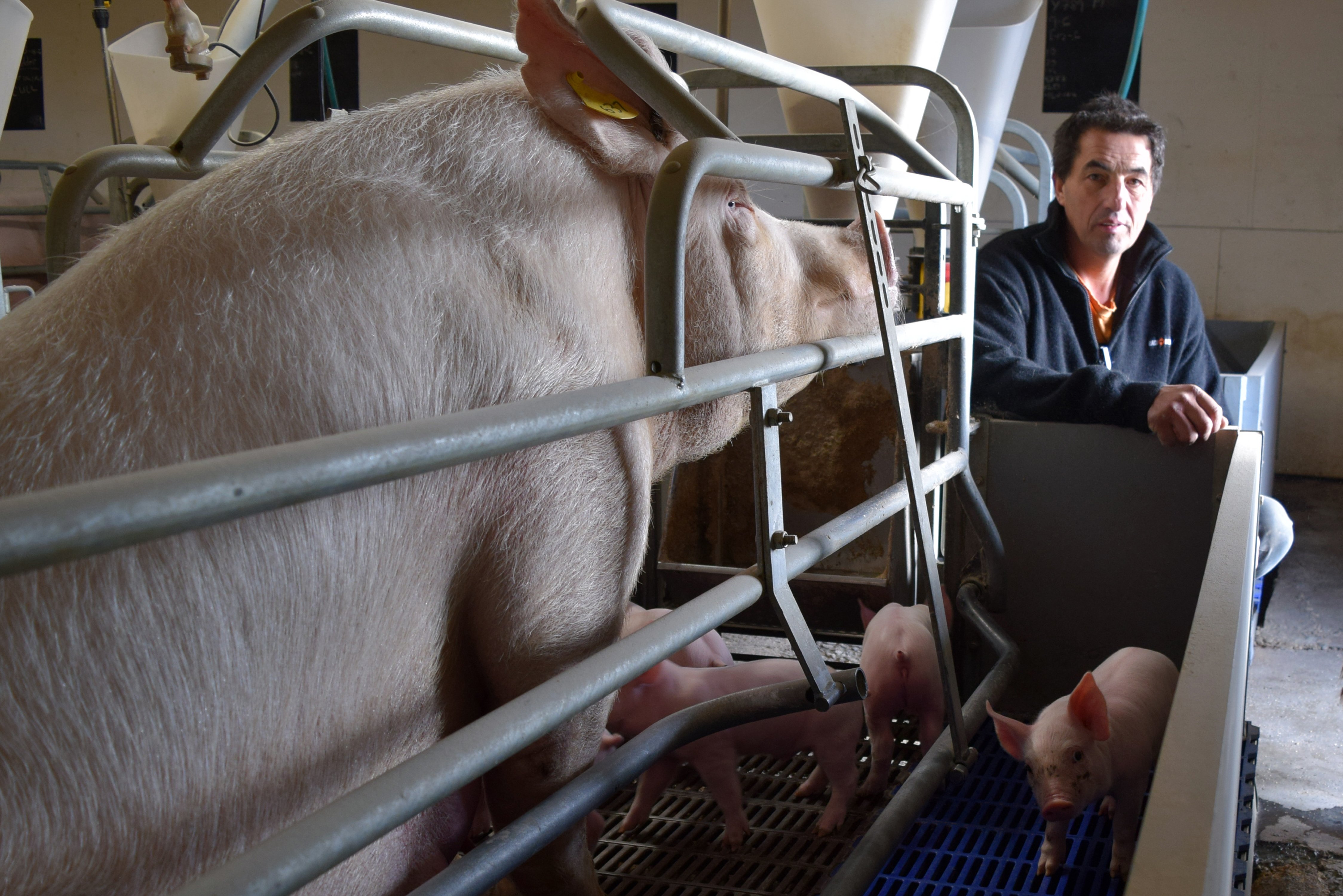 North Otago pig farmer Ian Carter checks on a sow and her piglets in a farrowing crate on his...