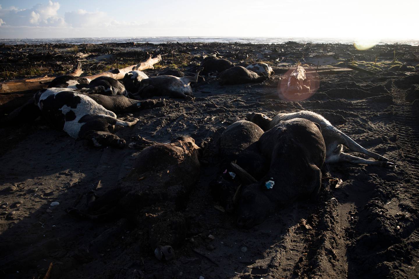 Hundreds of cows were killed in the floods at the weekend. Photo: NZ Herald