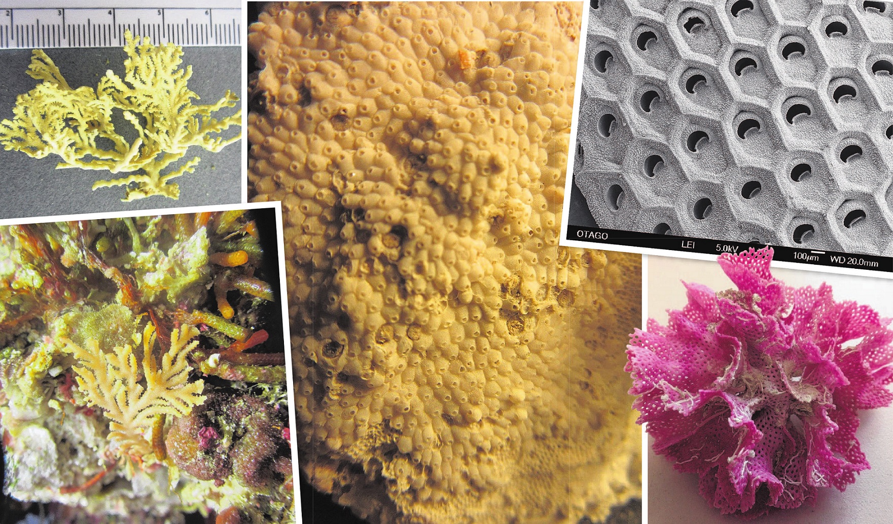 Bryozoans (clockwise from top left) Hornera robusta; Macropora grandis, showing the individual...