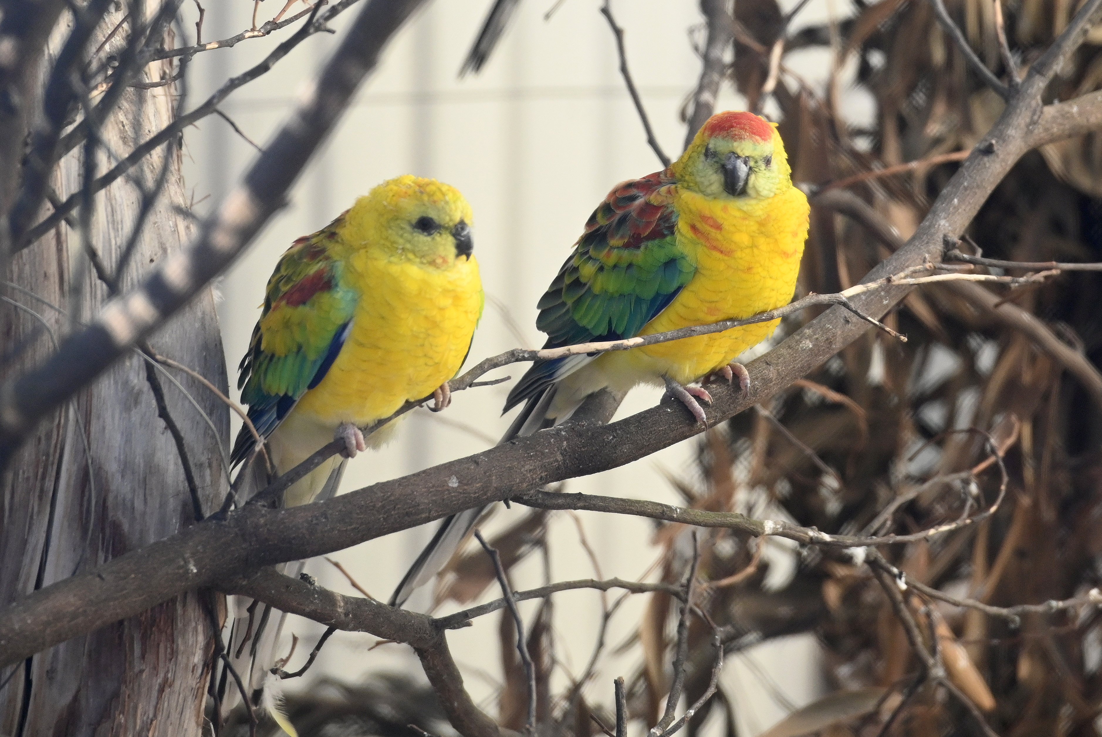 Rump parakeet sales