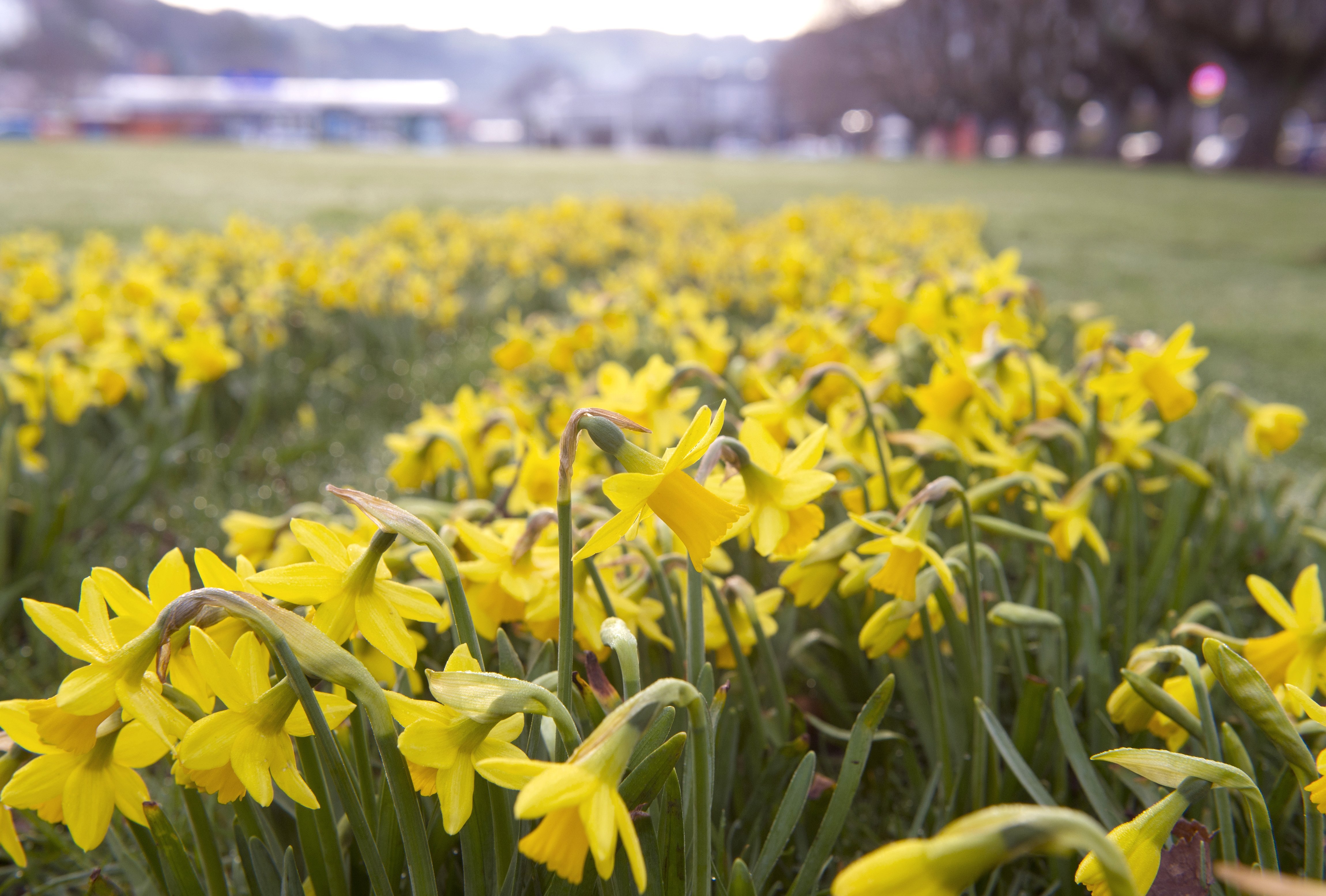 A flush of daffodils at the bottom of Pine Hill Rd heralds the imminent arrival of spring.PHOTO:...