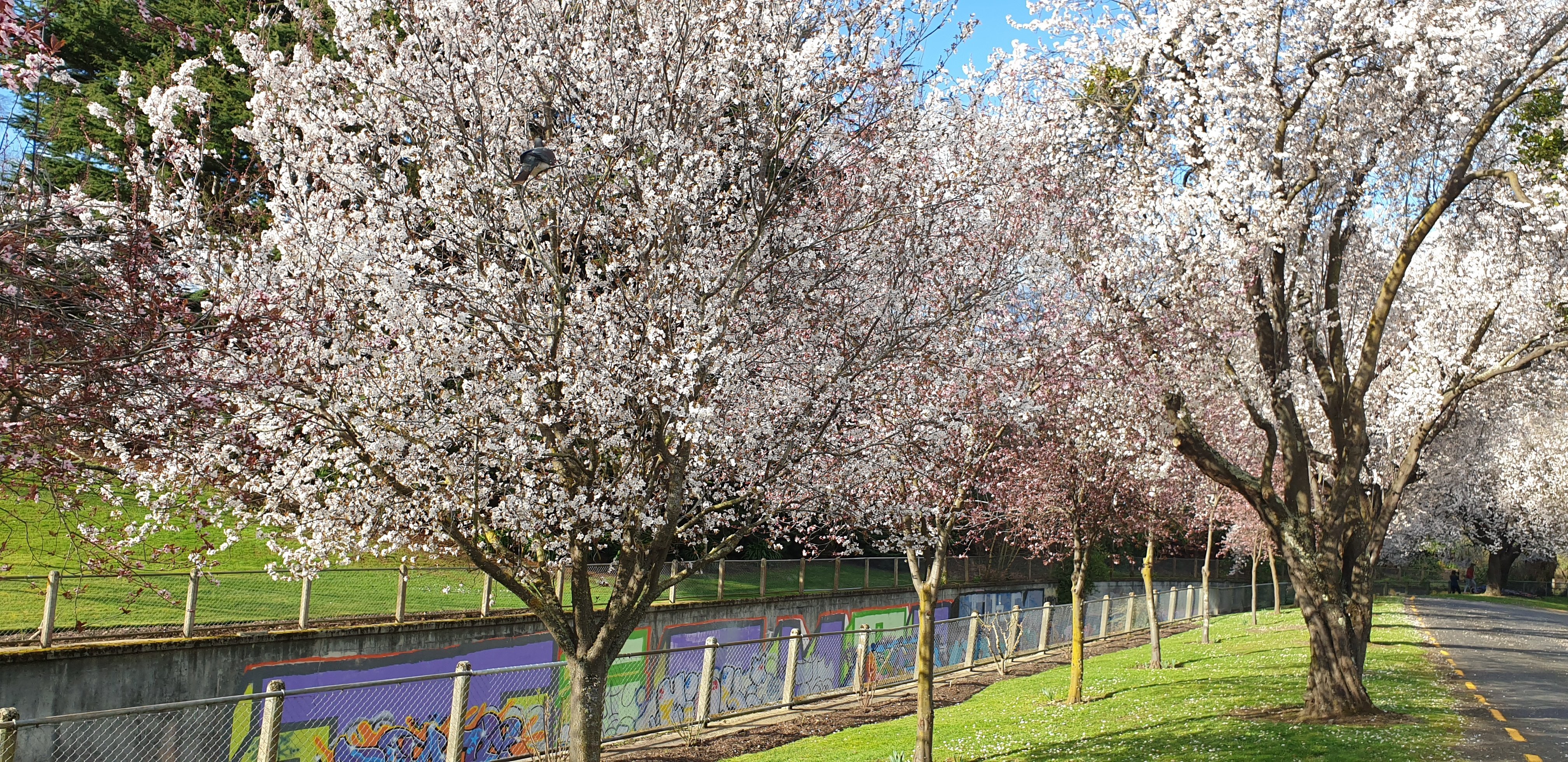 The cherry blossoms at Willowbank.