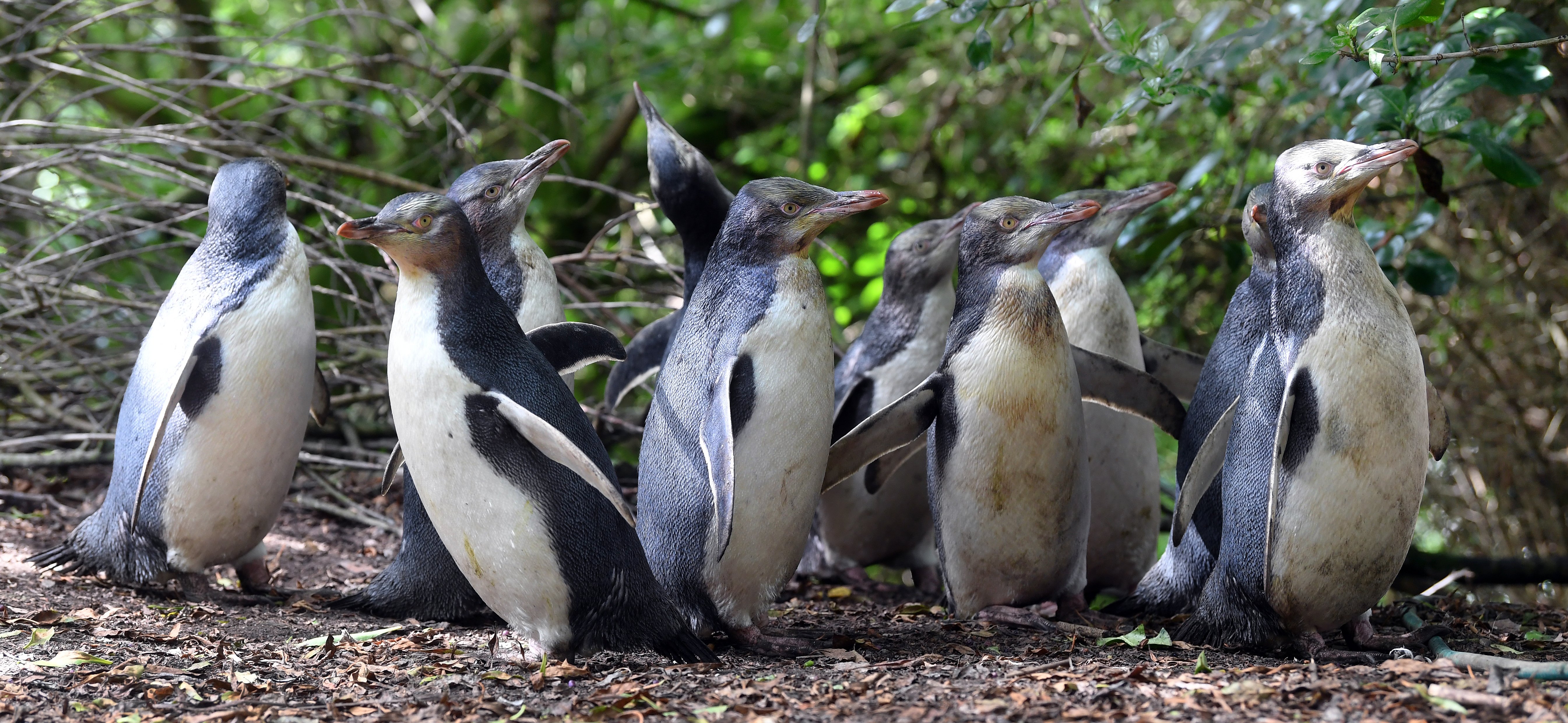 A waddle of yellow-eyed penguins, raised in rehabilitation at Penguin Rescue in North Otago last...