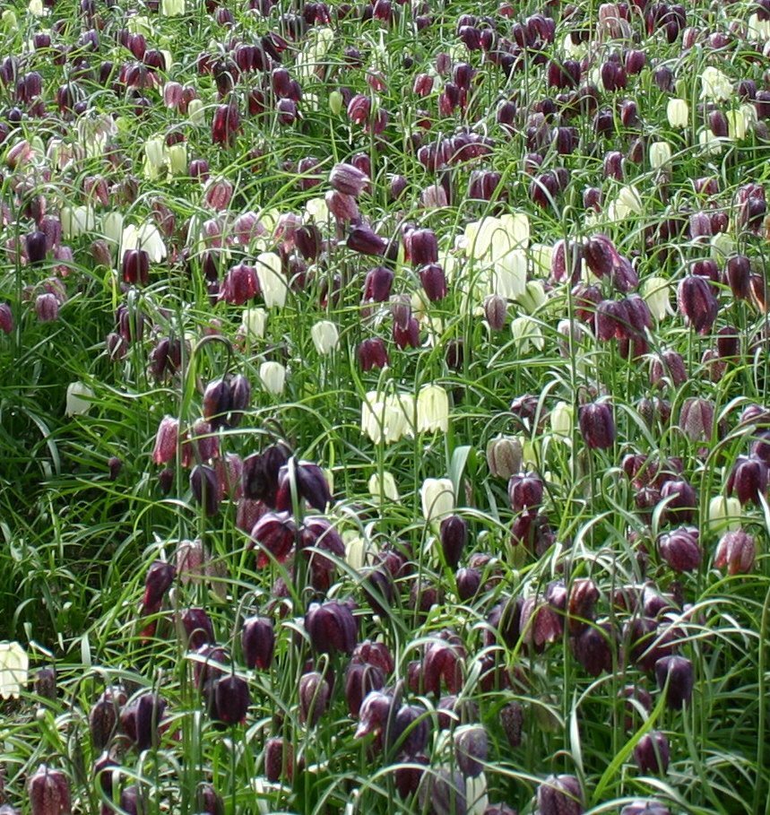 Massed planting of snakeshead Fritillaria meleagris.