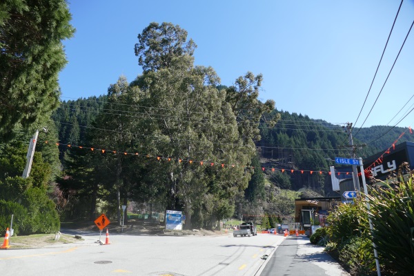 One of the eucalyptus trees, centre, earmarked for removal by the Queenstown Lakes District...