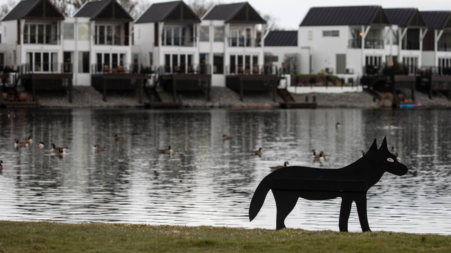 A coyote decoy at Clearwater Golf Course. Photo: George Heard