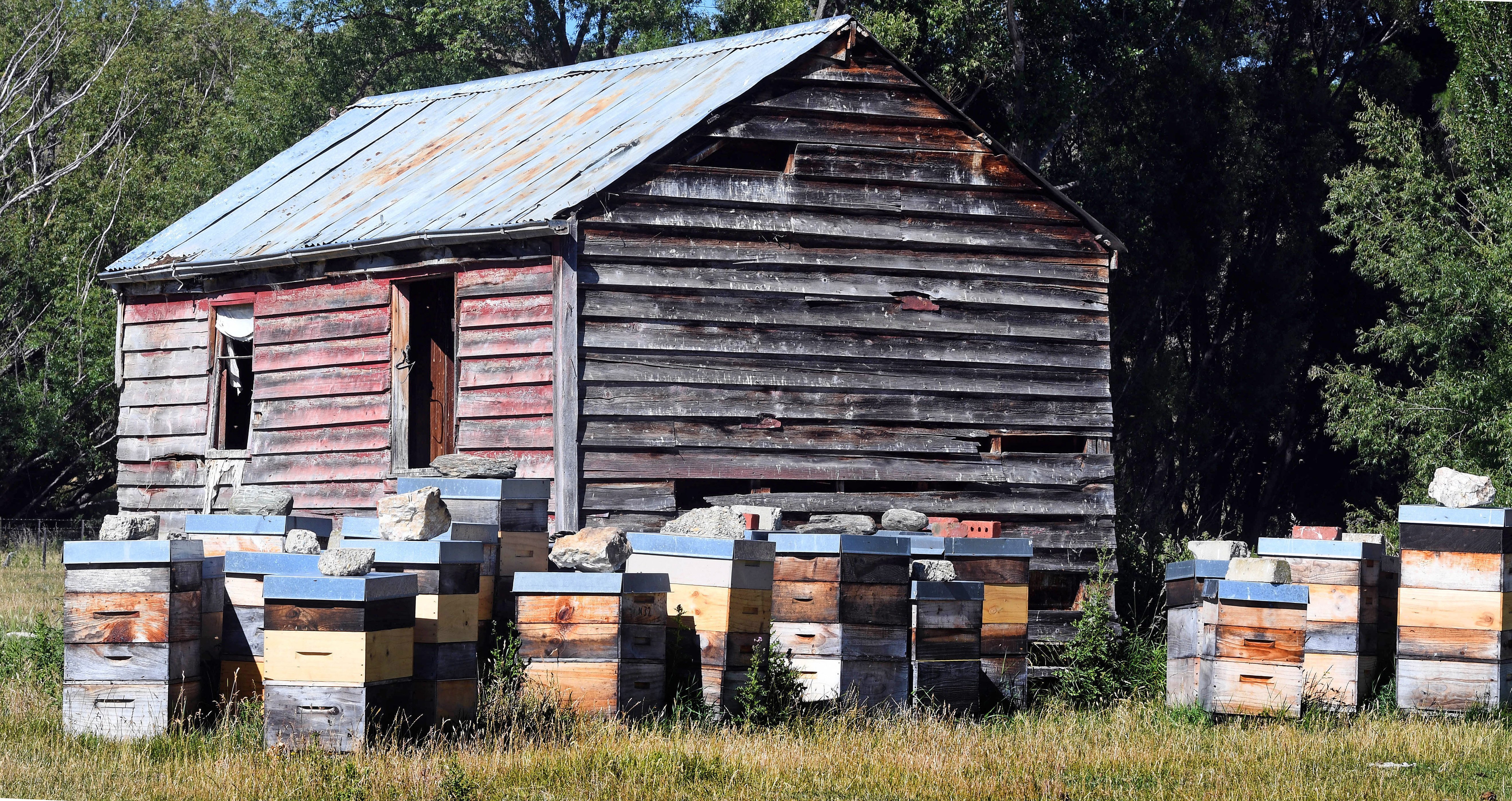 Bee hives swarm with activity beside a derelict building next to the Linnburn Run road at Paerau....