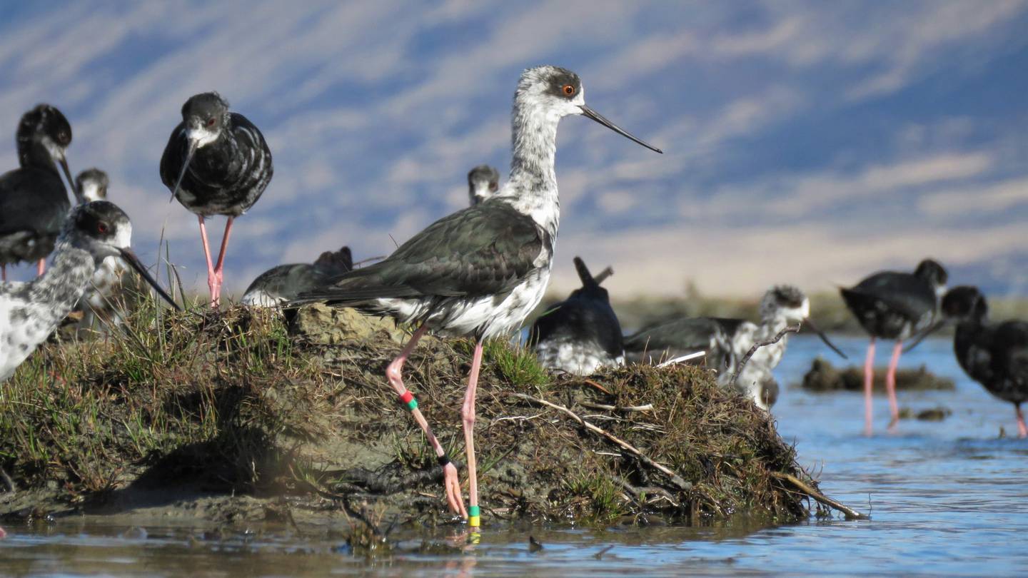 Juvenile kaki that have just been released into the Tasman riverbed. Photo / Liz Brown / DOC