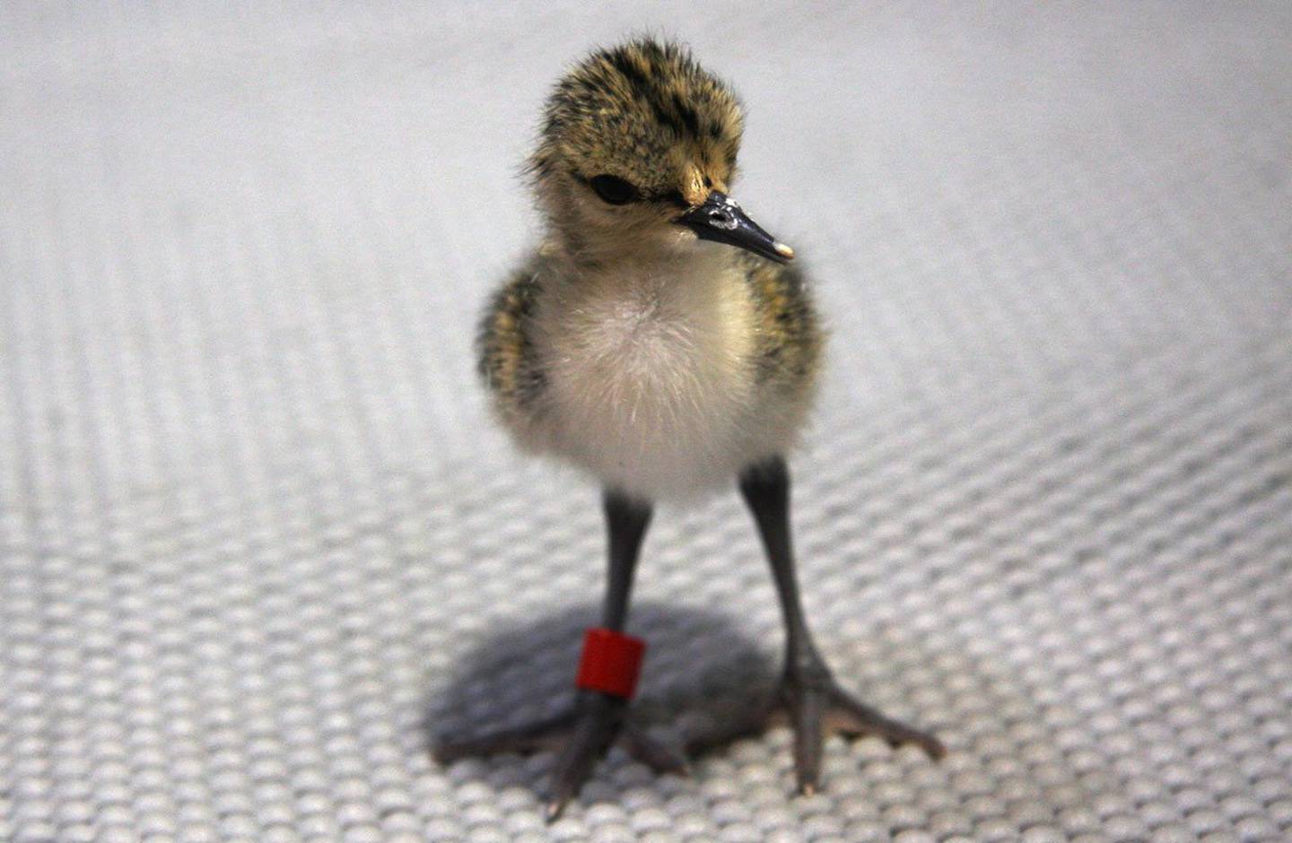 A day-old kakī chick at the Department Of Conservation captive breeding centre. Photo / Liz Brown