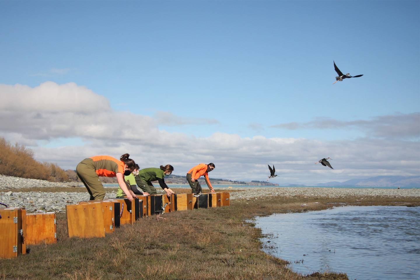 DOC staff release kaki into the Tasman river bed. Photo / Liz Brown / DOC