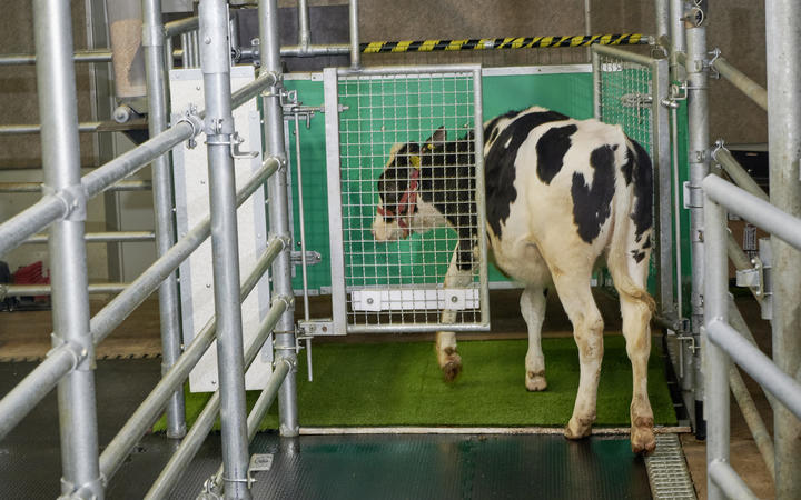 A calf enters the toilet. Photo: FBN