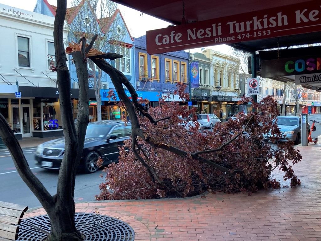 A limb snapped off a tree in George St in central Dunedin. Photo: Stephen Jaquiery 