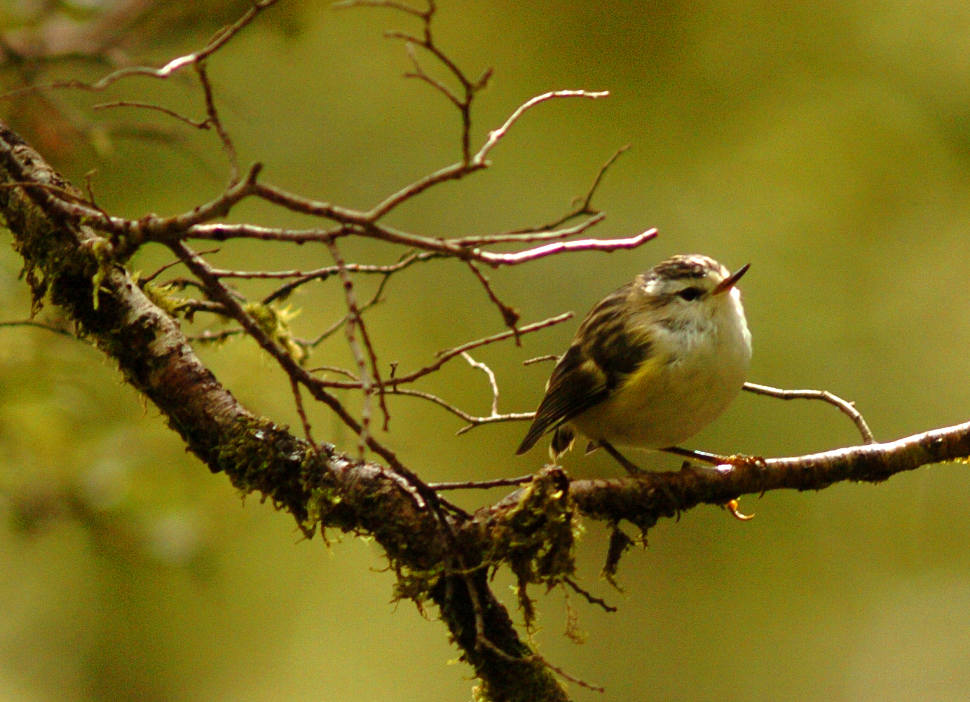 A rifleman, these the smallest of Aotearoa’s birds are one of only two surviving members of a...