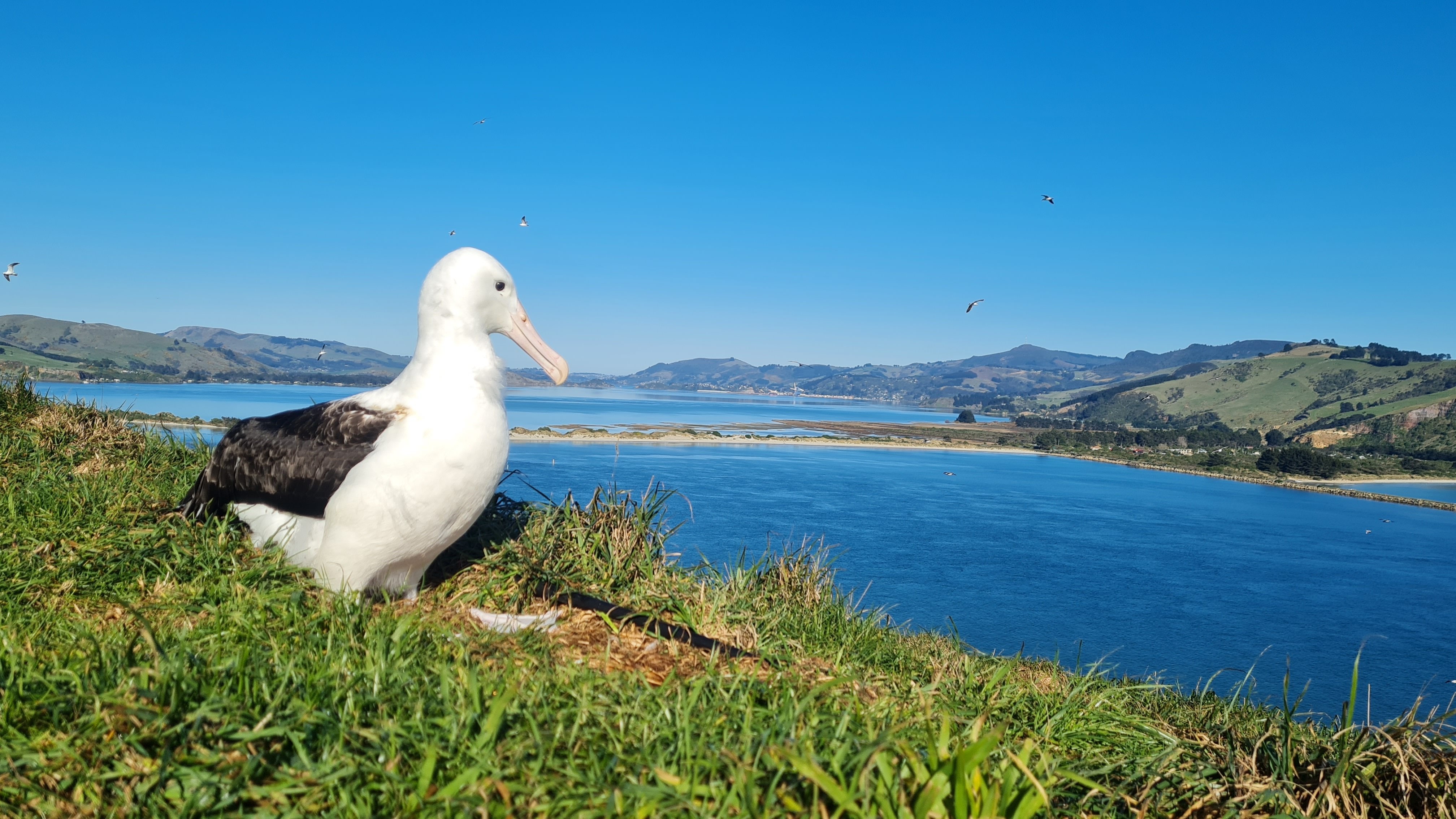 Royal albatross chick Tiaki rests on her nest at the Taiaroa Head albatross colony. PHOTO:...