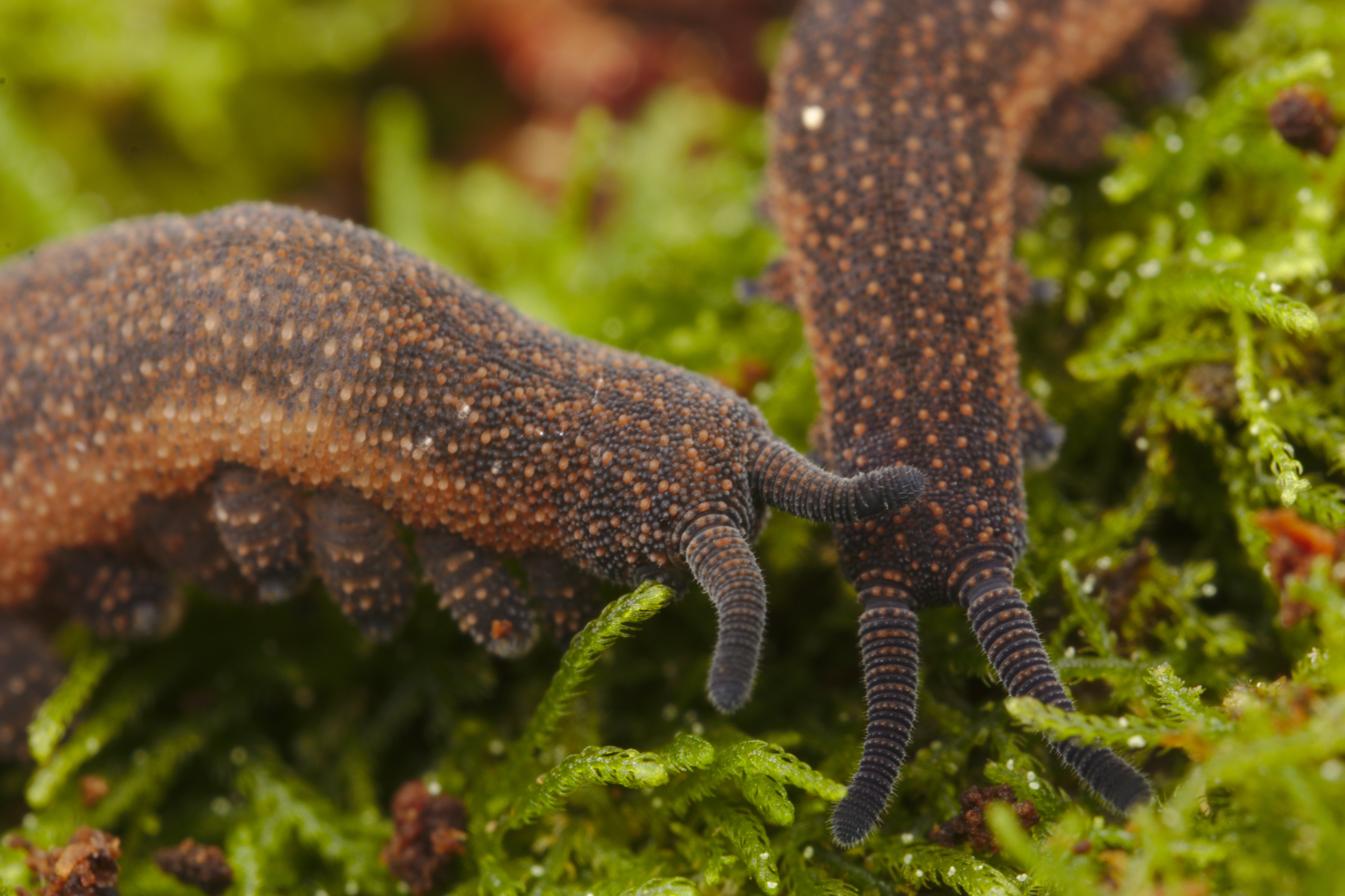 A pair of ngaokeoke or Dunedin velvetworms (Peripatoides ‘‘Dunedin’’). PHOTO: SAM PURDIE