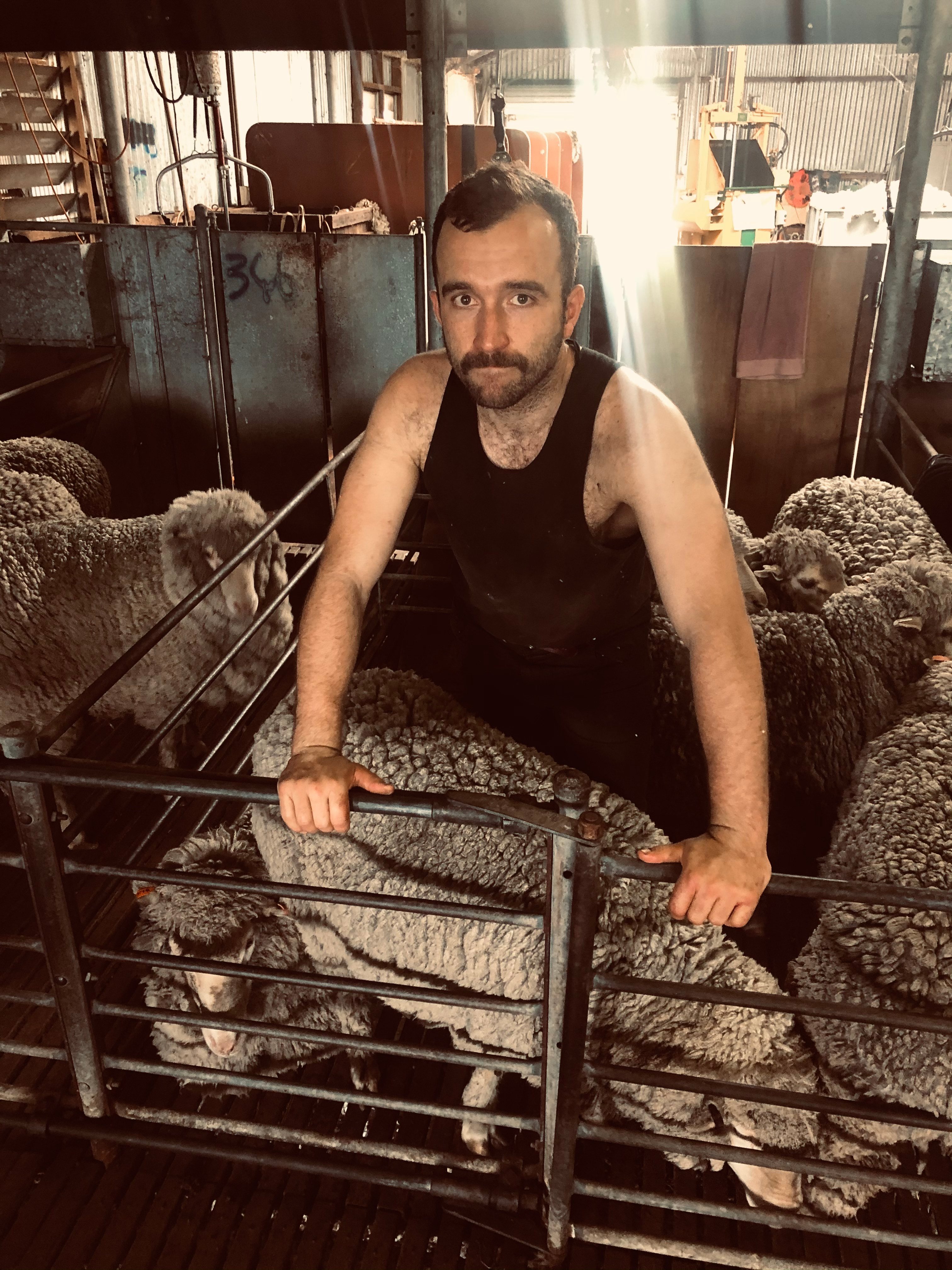 New Zealand entrepreneur Jovian Cummins takes a break from shearing in Western Australia this...