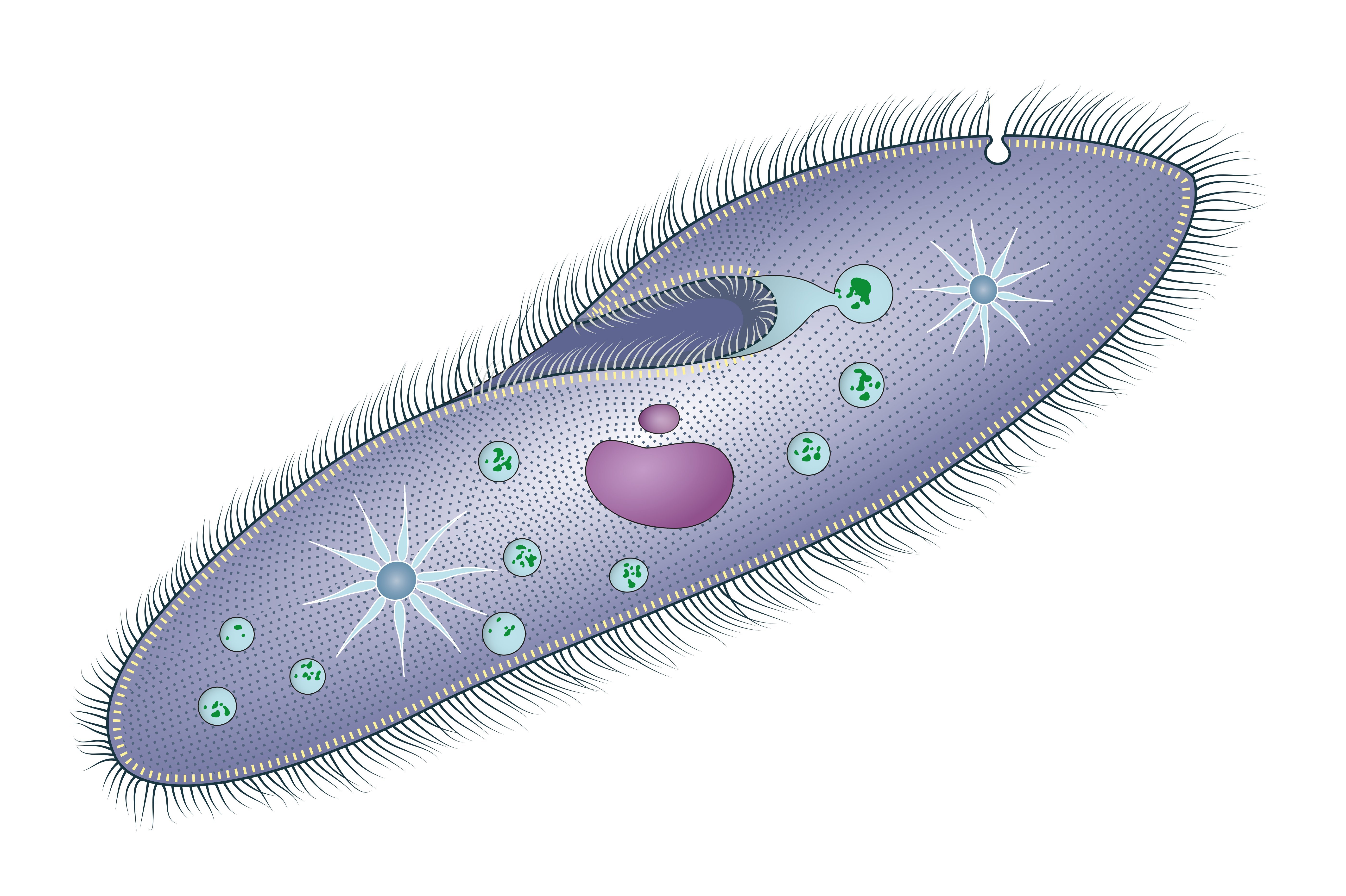Paramecium are unicellular protozoans.