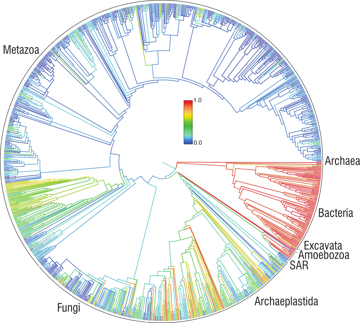 A diagram from the Open Tree of Life.